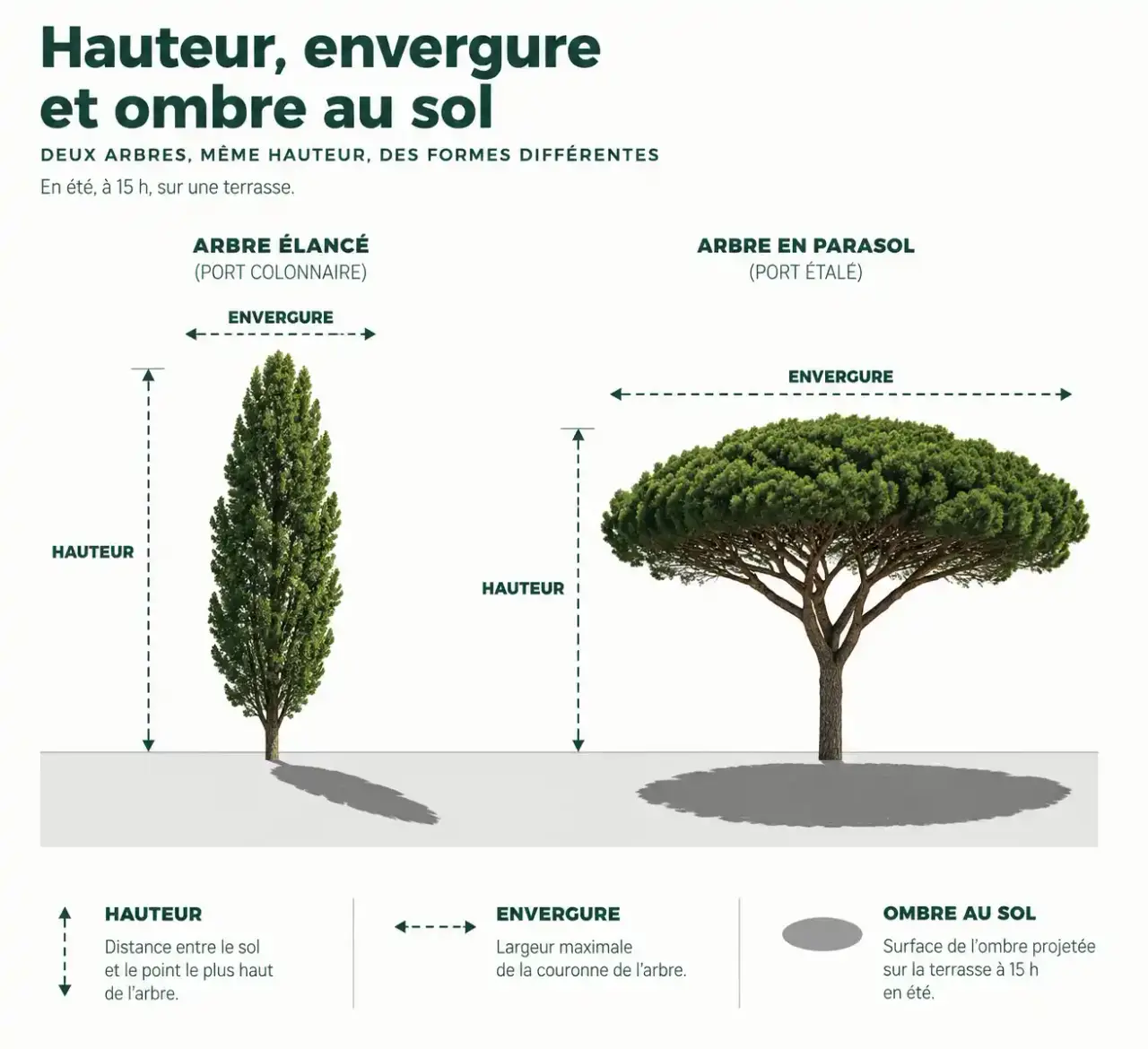 Schéma des arbres à croissance rapide pour l'ombre : hauteur, envergure et surface ombragée d'un arbre en parasol comparé à un arbre élancé