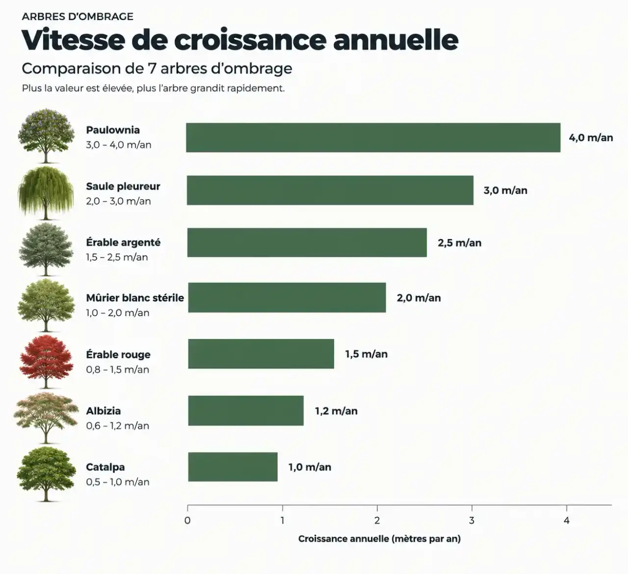 Comparatif de la croissance annuelle des arbres à croissance rapide pour l'ombre : Paulownia, saule, érables, mûrier